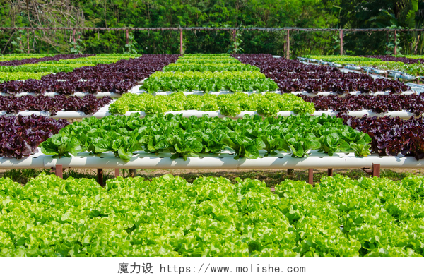 水栽蔬菜种植基地有机水栽蔬菜种植场